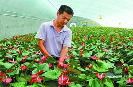 科技賦能特色農業 技術開發助力農民增收致富