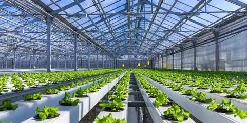 未來已來 探訪5G植物工廠與農業數字孿生實驗室，揭秘新農業的技術革命